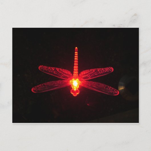 Carte Postale Dragonfly (Devant)