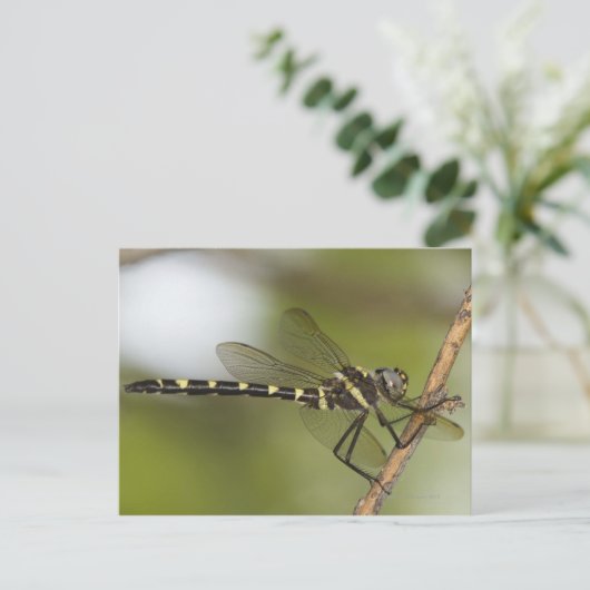 Carte Postale Dragonfly 5 (Debout devant)