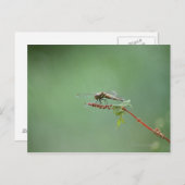 Carte Postale Dragonfly 6 (Devant / Derrière)