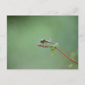 Carte Postale Dragonfly 6 (Devant)