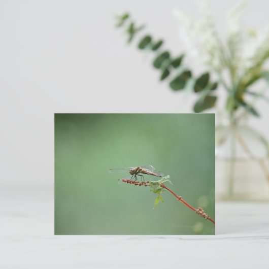 Carte Postale Dragonfly 6 (Debout devant)
