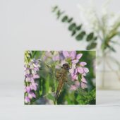 Carte Postale Dragonfly à quatre points (Debout devant)