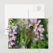 Carte Postale Dragonfly à quatre points (Devant / Derrière)