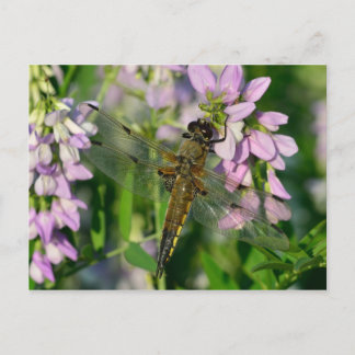 Carte Postale Dragonfly à quatre points
