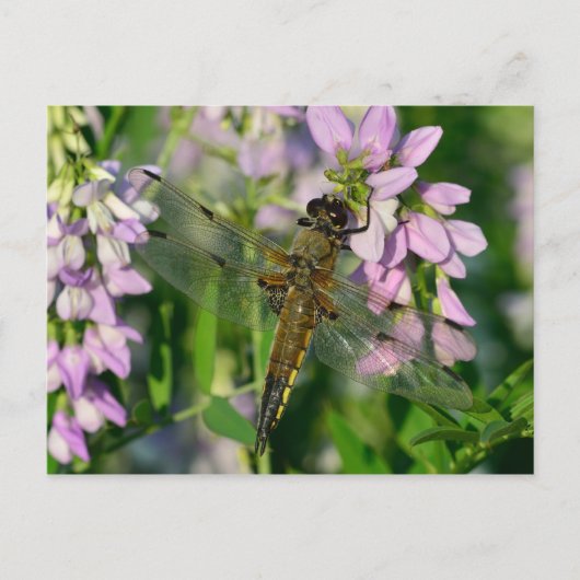 Carte Postale Dragonfly à quatre points (Devant)