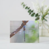 Carte Postale Dragonfly aux yeux bleus (Debout devant)