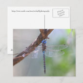 Carte Postale Dragonfly aux yeux bleus (Devant / Derrière)