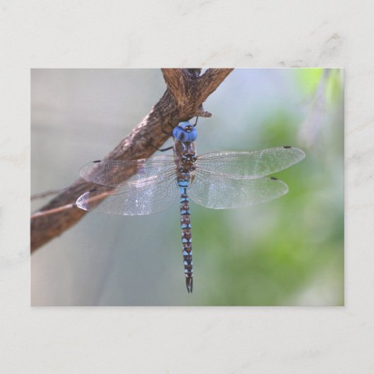 Carte Postale Dragonfly aux yeux bleus (Devant)
