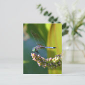 Carte Postale Dragonfly aux yeux turquoises (Debout devant)