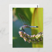 Carte Postale Dragonfly aux yeux turquoises (Devant / Derrière)
