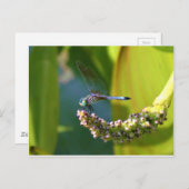 Carte Postale Dragonfly aux yeux turquoises (Devant / Derrière)