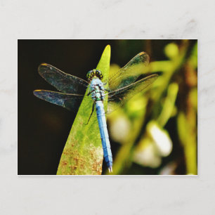 Carte Postale Dragonfly bleu clair