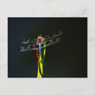 Carte Postale Dragonfly bleu et noir sur gazon vert et rouge