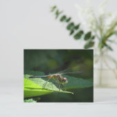 Carte postale Dragonfly Blue Dasher (Debout devant)