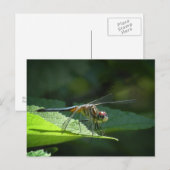 Carte postale Dragonfly Blue Dasher (Devant / Derrière)