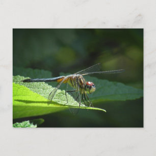 Carte postale Dragonfly Blue Dasher
