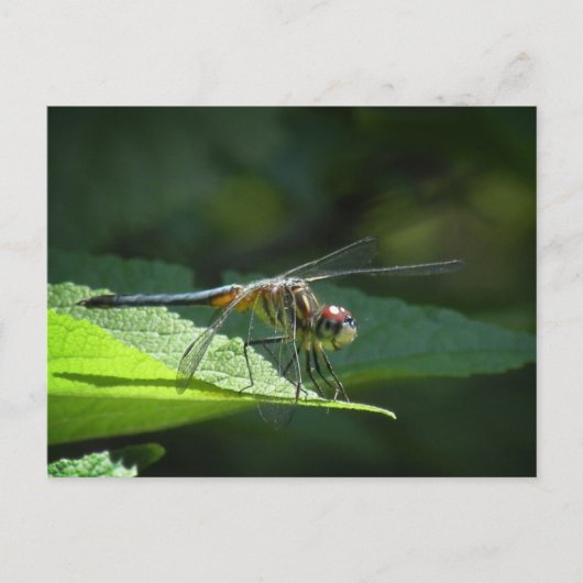 Carte postale Dragonfly Blue Dasher (Devant)