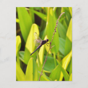 Carte Postale Dragonfly Blue et noir sur l'herbe.