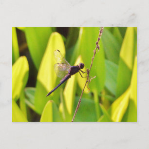 Carte Postale Dragonfly Blue et noir sur l'herbe.