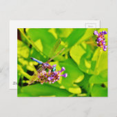 Carte Postale Dragonfly de couleur arc-en-ciel sur une fleur ros (Devant / Derrière)