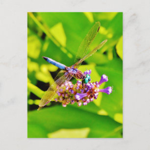 Carte Postale Dragonfly de couleur arc-en-ciel sur une fleur ros