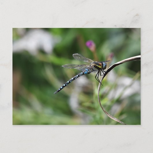 Carte Postale Dragonfly de Migrant Hawker (Devant)