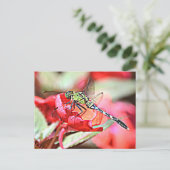 Carte Postale Dragonfly de Washington Green Darner (Debout devant)
