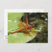 Carte Postale Dragonfly Dreams (Devant / Derrière)
