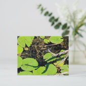 Carte Postale Dragonfly du Metropark du lac Érié (Debout devant)