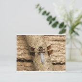 Carte Postale Dragonfly en repos (Debout devant)
