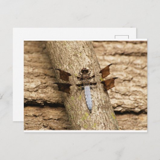 Carte Postale Dragonfly en repos (Devant / Derrière)