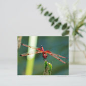 Carte Postale Dragonfly frontale rouge et noire (Debout devant)