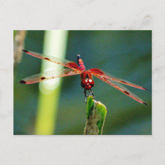 Carte Postale Dragonfly frontale rouge et noire