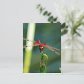 Carte Postale Dragonfly frontale rouge et noire (Debout devant)