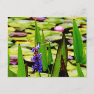 Carte Postale Dragonfly lotus and purple flower
