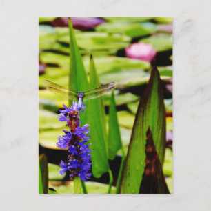 Carte Postale Dragonfly lotus and purple flower