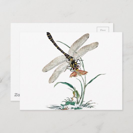 Carte Postale Dragonfly Magic (Devant / Derrière)