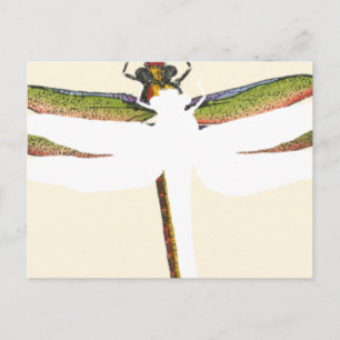 Carte Postale Dragonfly miniature sur Arrière - plan blanc