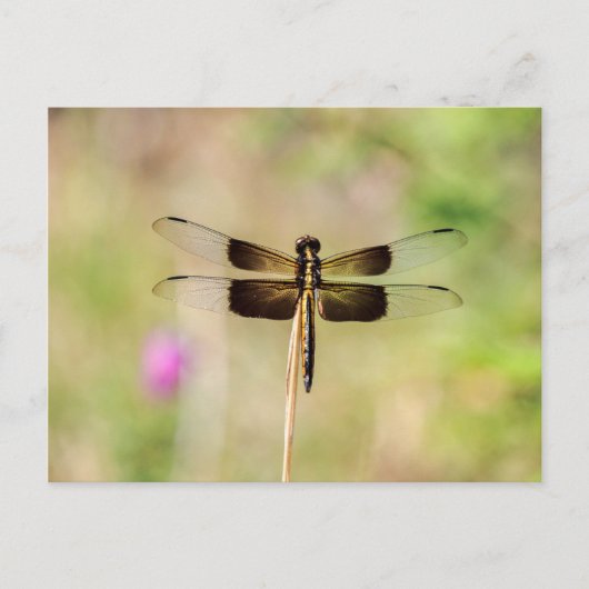 Carte Postale Dragonfly noir et or (Devant)