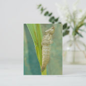 Carte Postale Dragonfly Nymph Shell. (Debout devant)