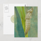 Carte Postale Dragonfly Nymph Shell. (Devant / Derrière)