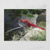 Carte Postale Dragonfly perché sur la branche, gros plan (Devant)