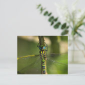 Carte Postale Dragonfly - Photo Faune (Debout devant)