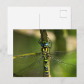 Carte Postale Dragonfly - Photo Faune (Devant / Derrière)