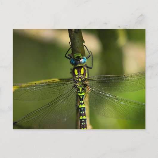 Carte Postale Dragonfly - Photo Faune (Devant)