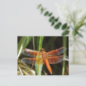 Carte Postale Dragonfly Postcard (Debout devant)