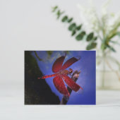 Carte Postale Dragonfly rouge (Debout devant)