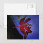 Carte Postale Dragonfly rouge (Devant / Derrière)