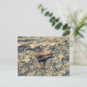 Carte Postale Dragonfly rouge (Debout devant)