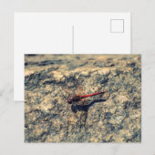 Carte Postale Dragonfly rouge (Devant / Derrière)
